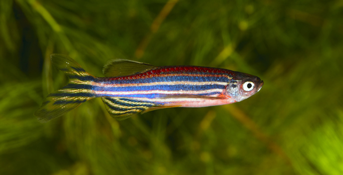 zebrafish