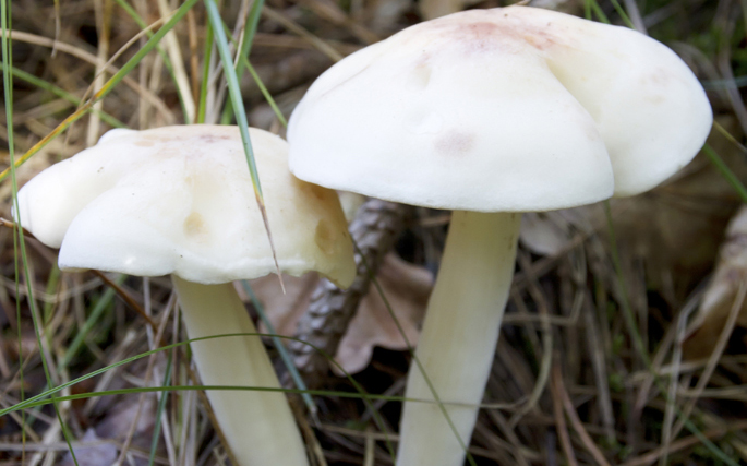 Vanderbilt University