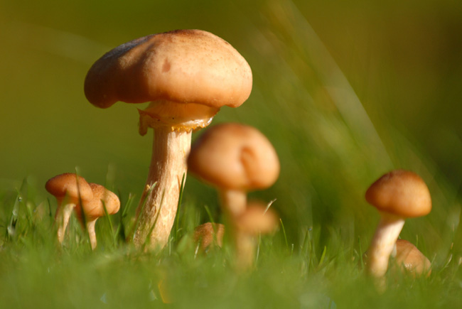 toadstools