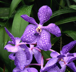 Vanderbilt University