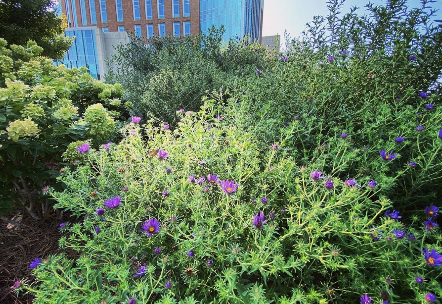 Asters (aster alpinus)