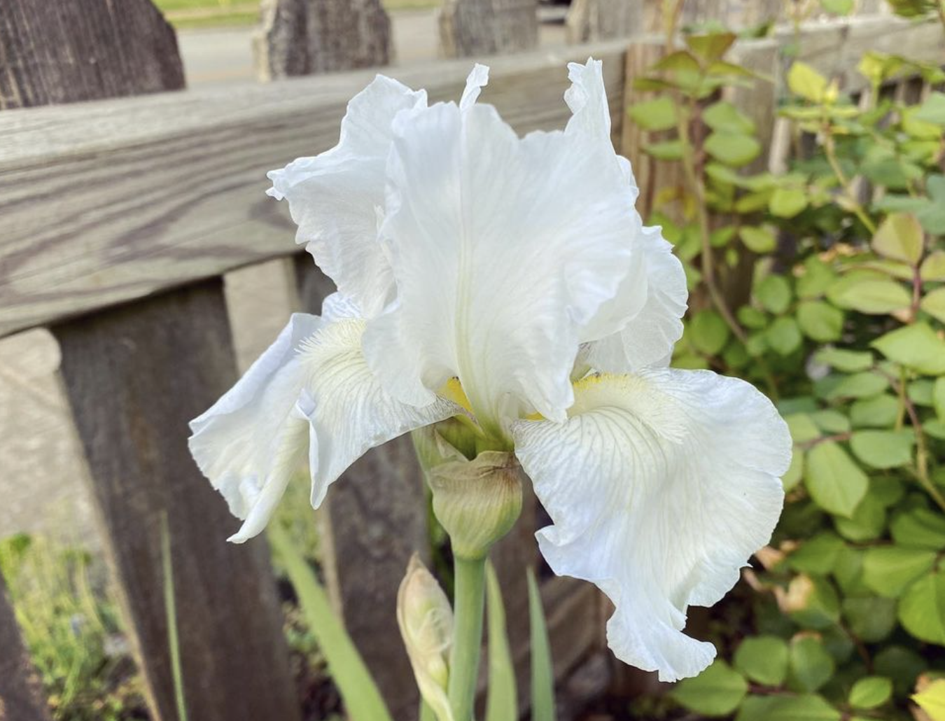 Hardy Geranium (geranium bohemicum)