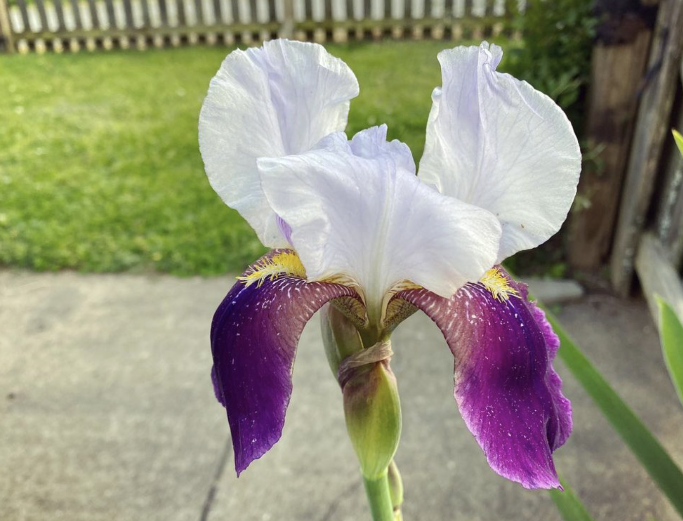 Bearded Irises