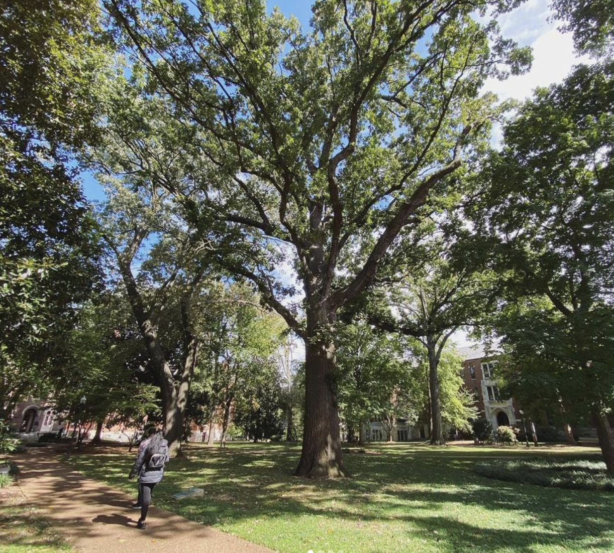 The Bicentennial Oak