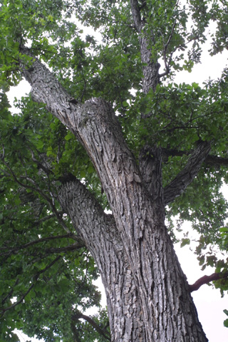 champion swamp white oak