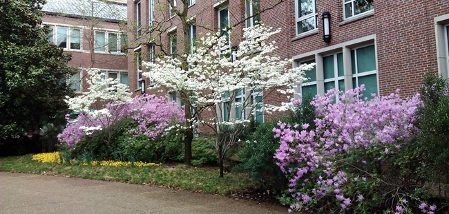 Springtime in the arboretum brings vivid colors to the shrubs and trees.  See what might be blooming this week