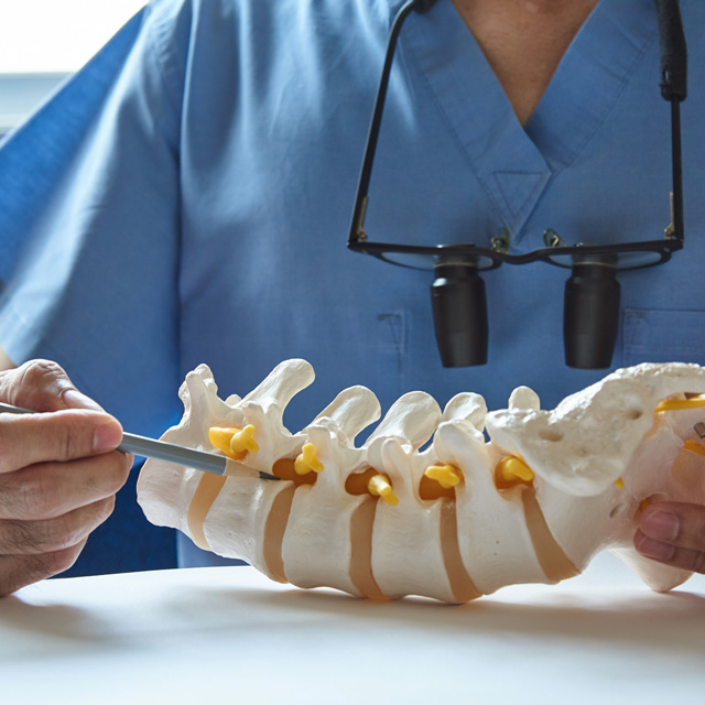 Doctor viewing the spine model