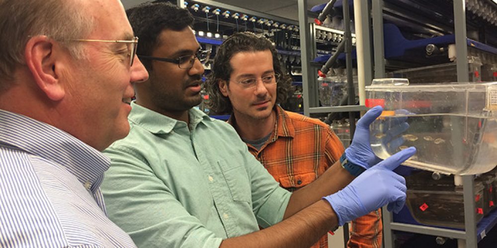 Fish eyes may hold key to regenerating human retinas