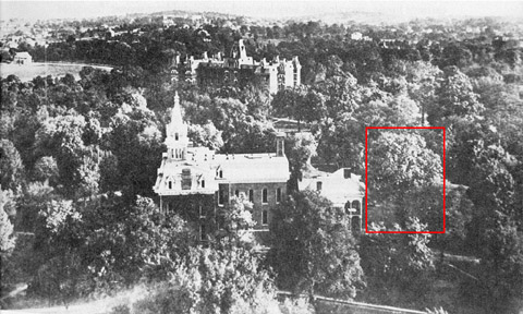 old bur oak old bur oak