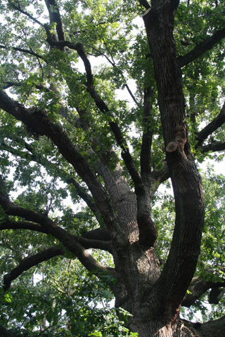 Bicentennial Oak