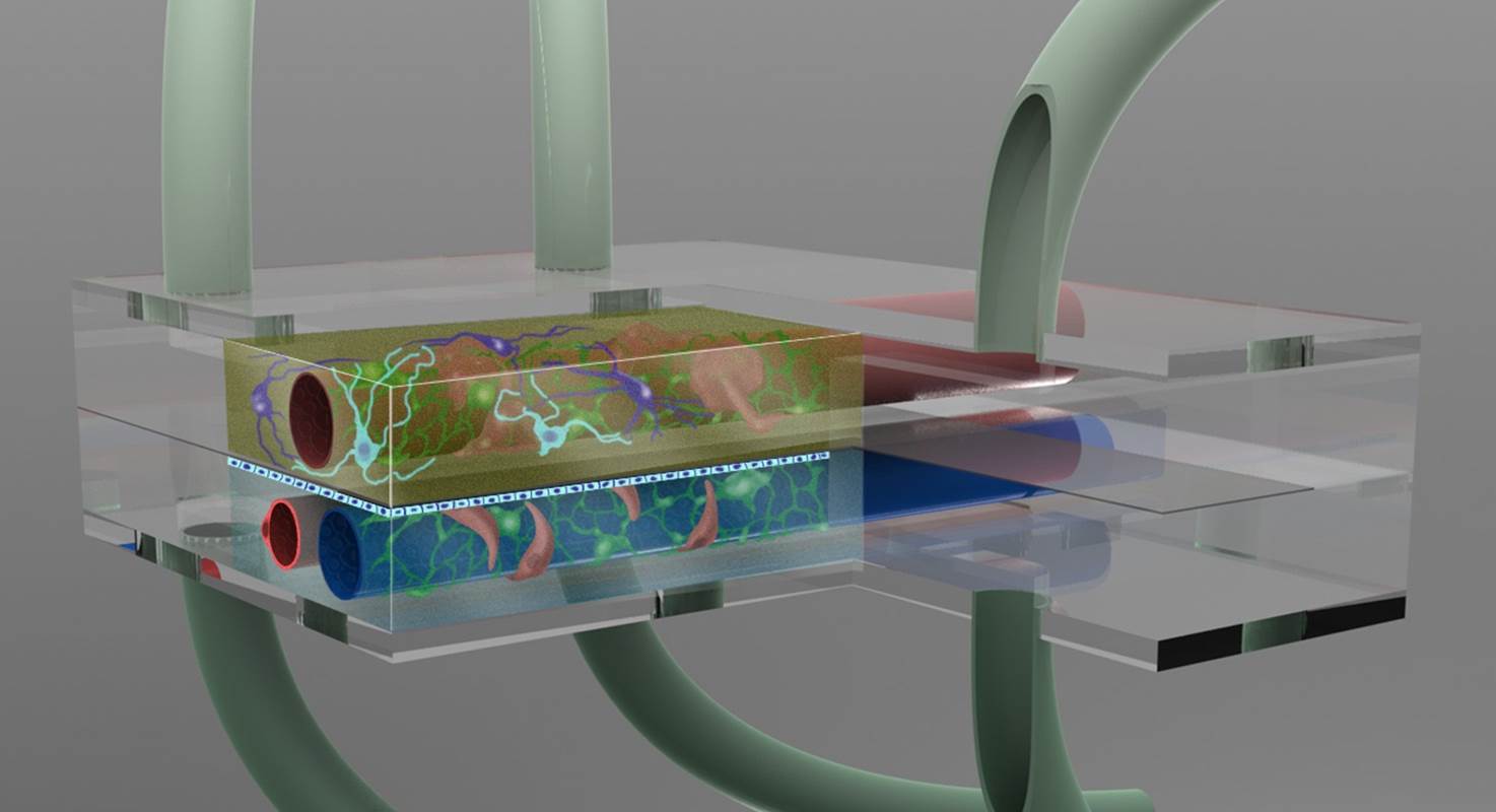 Concept of Planar BBB NVU Chip