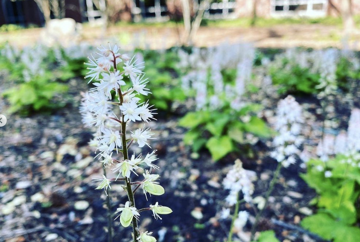 Foamflower (tiarella cordifolia)