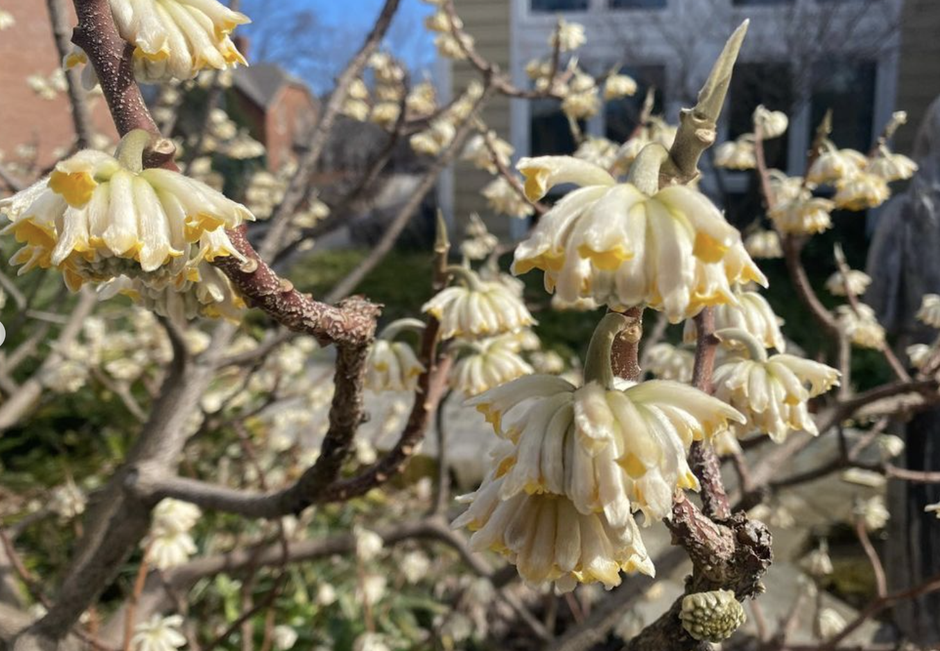 Paper Bush (edgeworthia chrysantha)