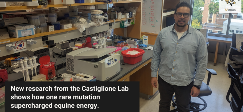 Castiglione Lab Discover Horses Run Faster by Ignoring an Ancient Mutation that Says ‘Stop’ Castiglione Lab Discover Horses Run Faster by Ignoring an Ancient Mutation that Says ‘Stop’