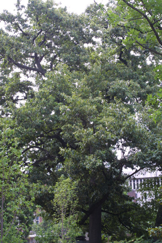 southern red oak