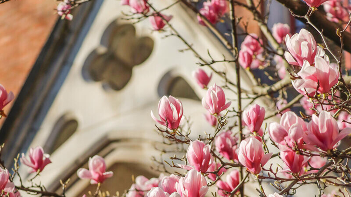 Flowers in bloom on a tree