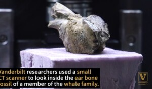 Dolphin ancestor’s hearing was more like hooved mammals than today’s sea creatures