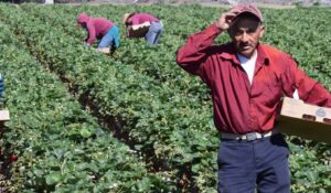 Creating a More Equitable and Environmentally Friendly Food System in the U.S.