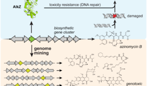 Vanderbilt researchers use new method to target potentially undiscovered beneficial therapeutic chemicals