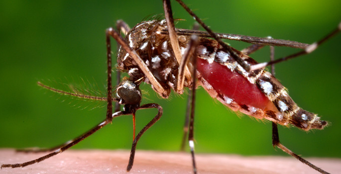Vanderbilt researchers find warming quickens aging-related mortality in mosquitoes
