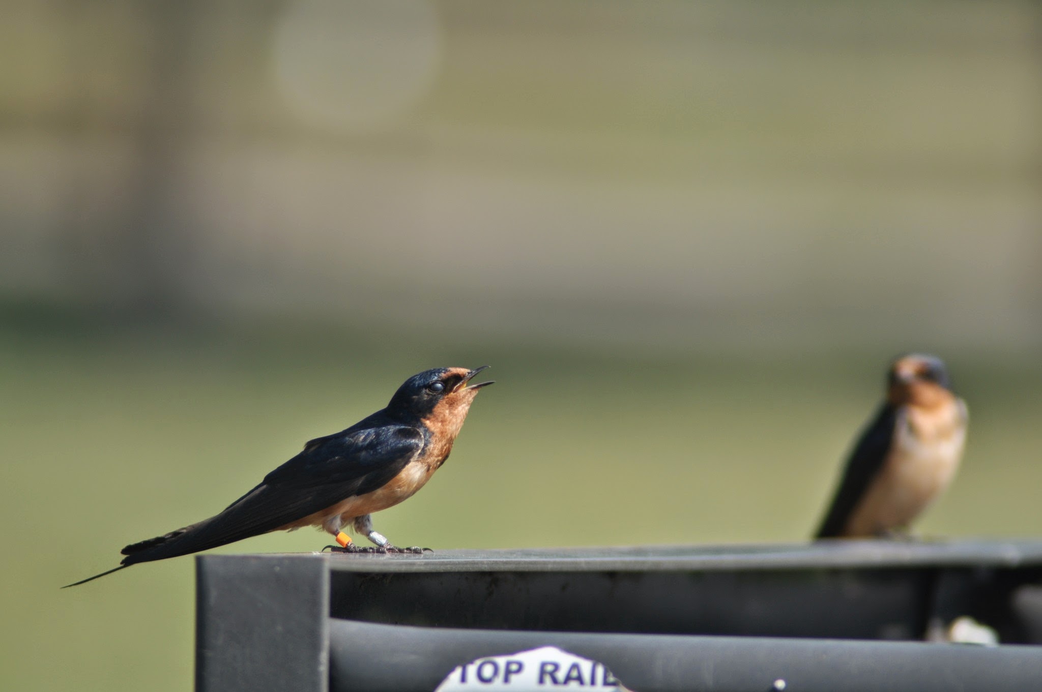 Heard that Bird: Creanza Lab develops free curriculum to teach birdsong identification