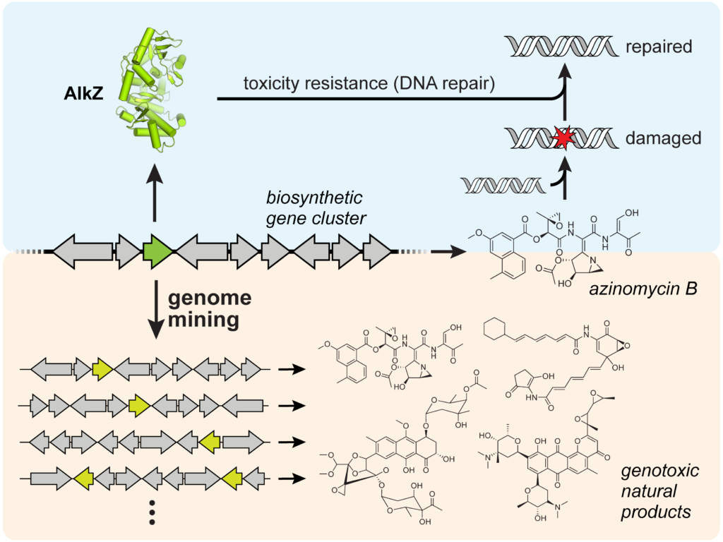 graphical abstract of the described work, see caption for more details