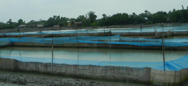 shrimp ponds