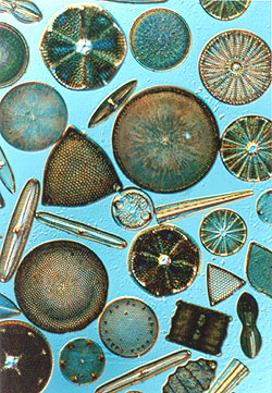 diatoms
