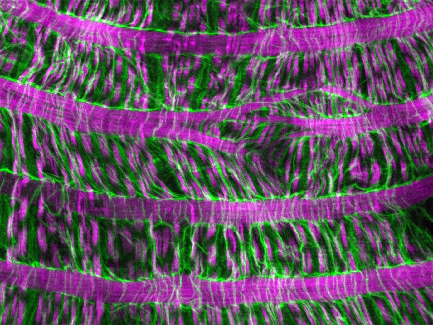 How tissues detect and repair damage to the body’s hidden support system