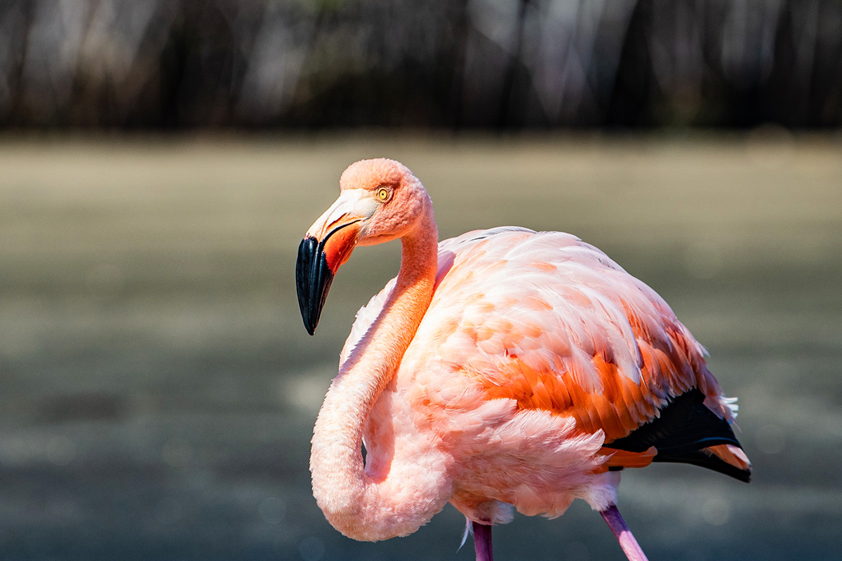 Flamingo