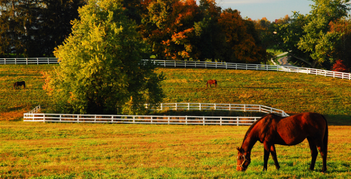 Vanderbilt researchers develop publicly available COVID-19 animal susceptibility prediction tool; suggests increased risk to horses