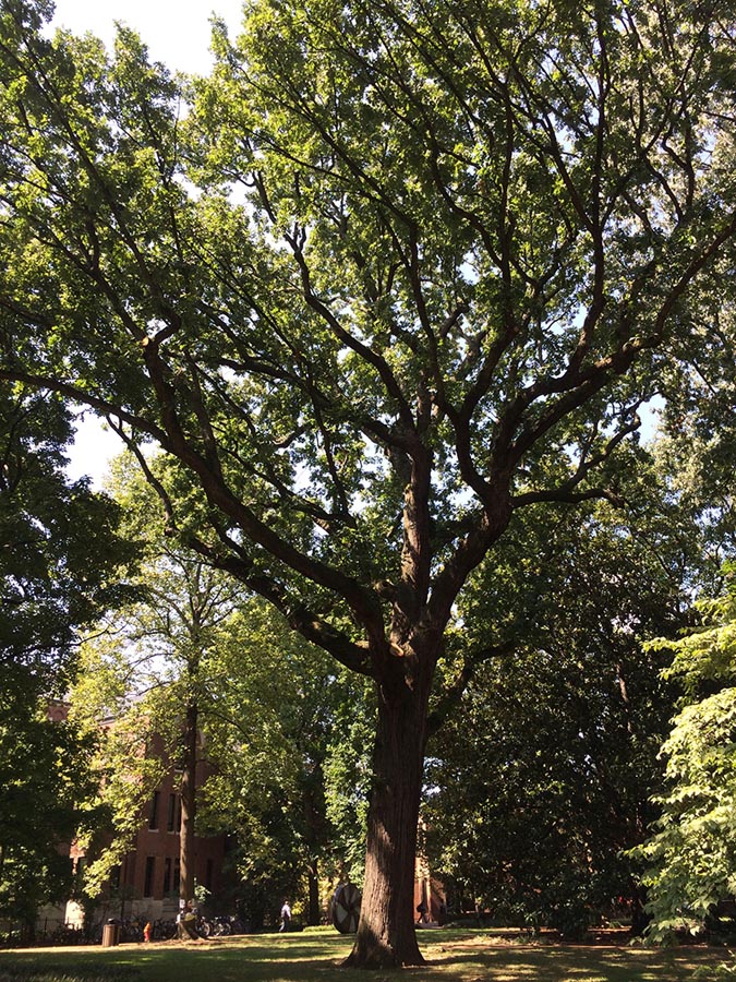 Bicentennial Oak