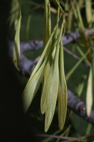 green ash fruits
