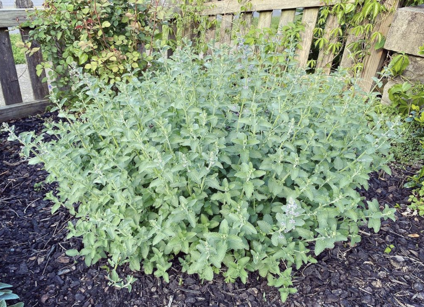 Catmint (nepeta mussinii)