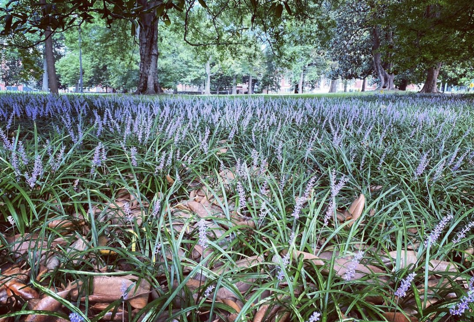 Liriope “Big Blue” (liriope muscari)