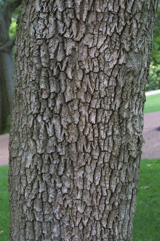 green ash bark