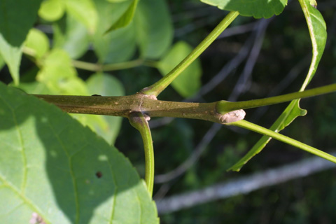 blue ash twig