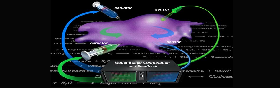 Model-based computation and feedback