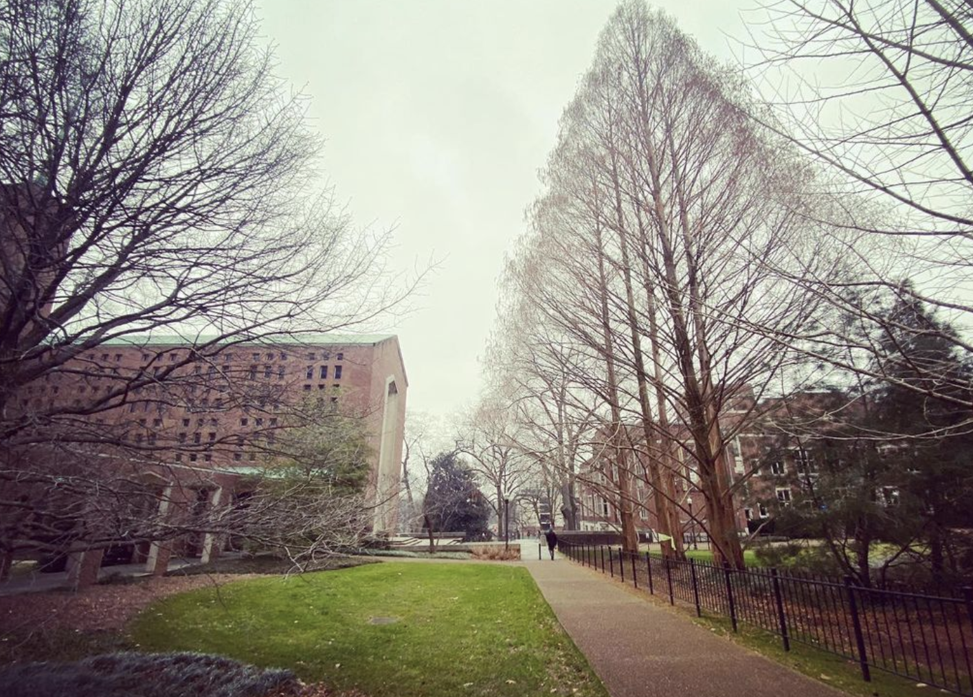 Dawn Redwoods (metasequoia glyptostroboides)