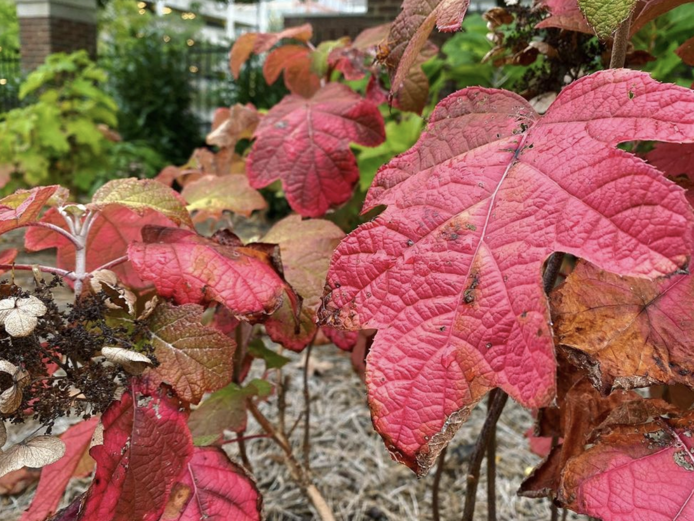 Oakleaf Hydrangea (hydrangea quercifolia)