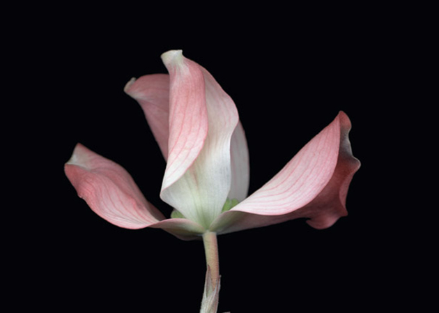 Vanderbilt University