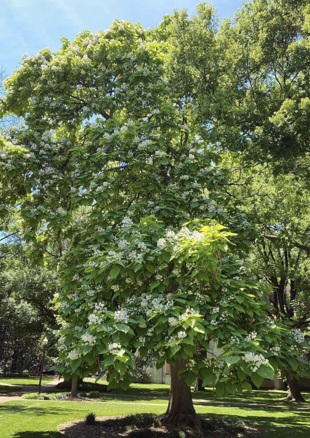 Northern Catalpa (catalpa speciosa)
