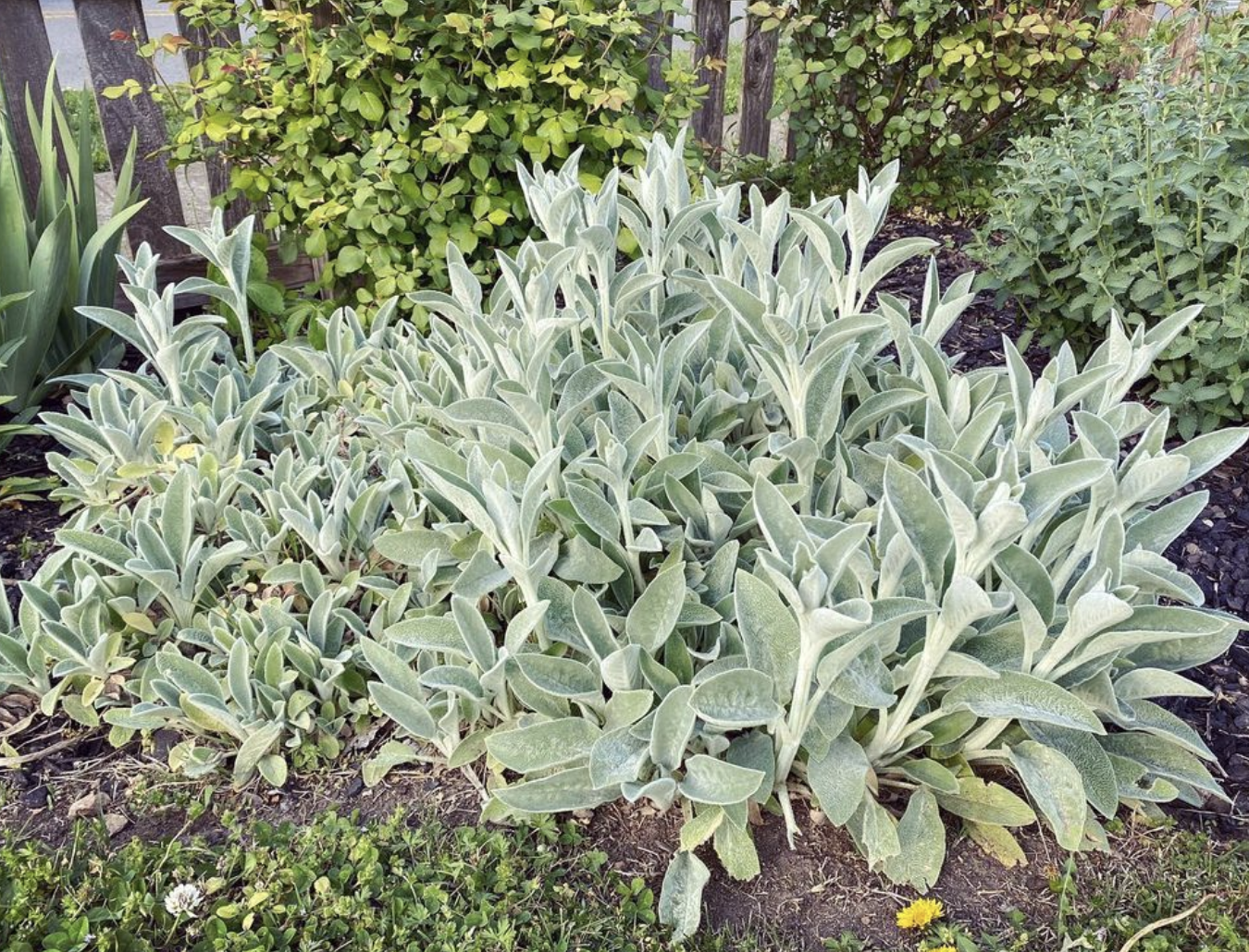 Lamb’s Ear (stachys byzantina)