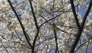 Spring Semester Look-Ahead