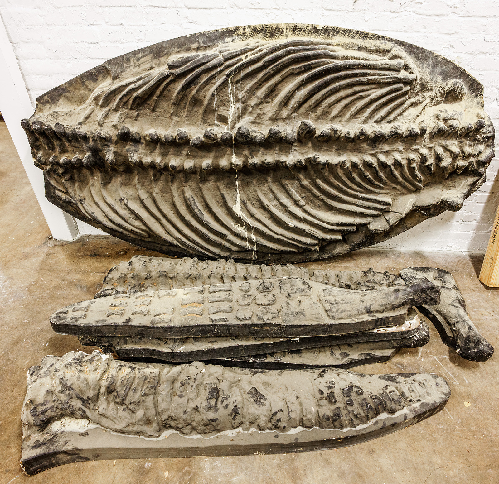 Jurassic Discovery: A long-lost centerpiece of Vanderbilt’s natural history museum from the 1870s is found