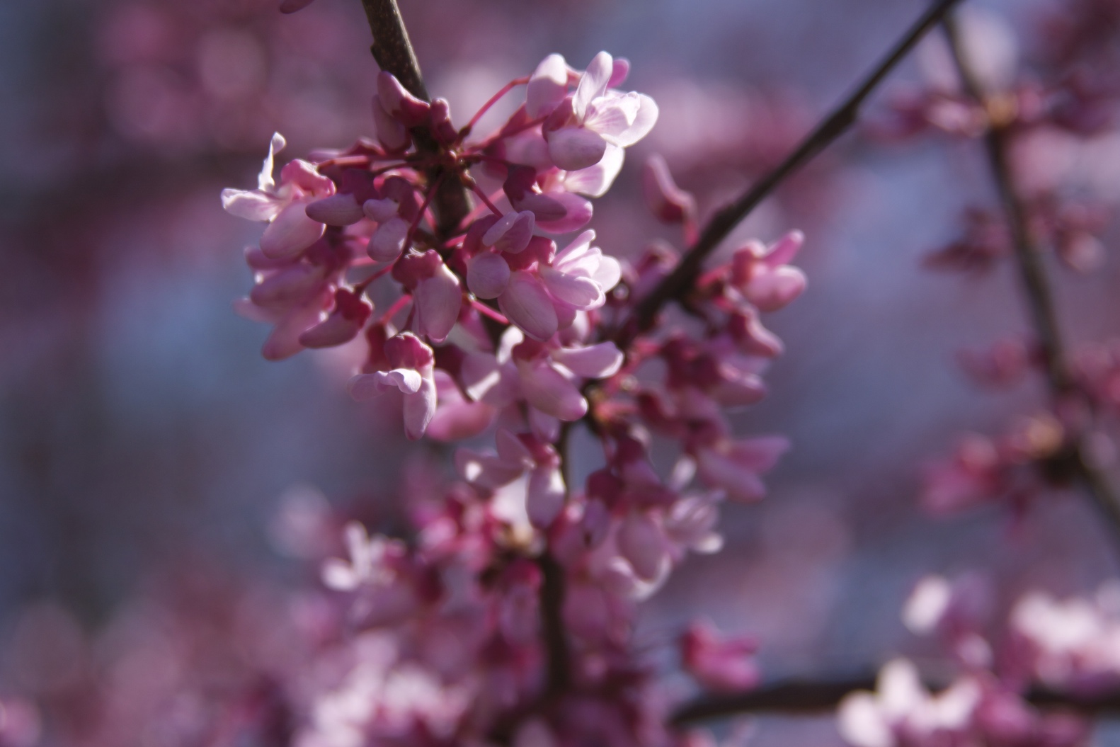 Vanderbilt University