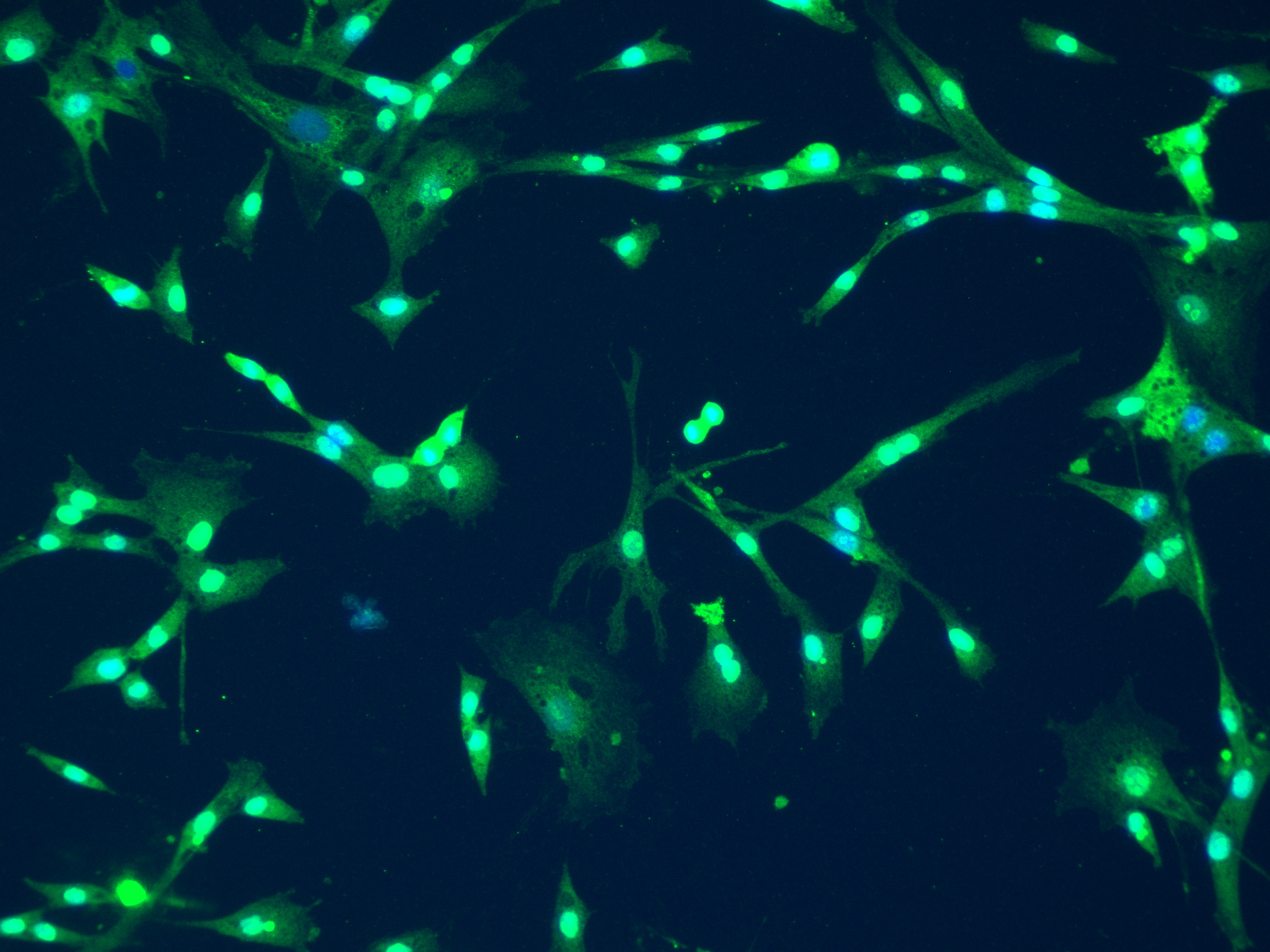 Lifespan genes (green) are strongly expressed in the cells of the red-tailed hawk and other birds in the Castiglione collection. CRISPR/Cas9 and machine learning allows his team to reverse engineer how birds evolved such long lives. Image Credit: Olivia Blanchard