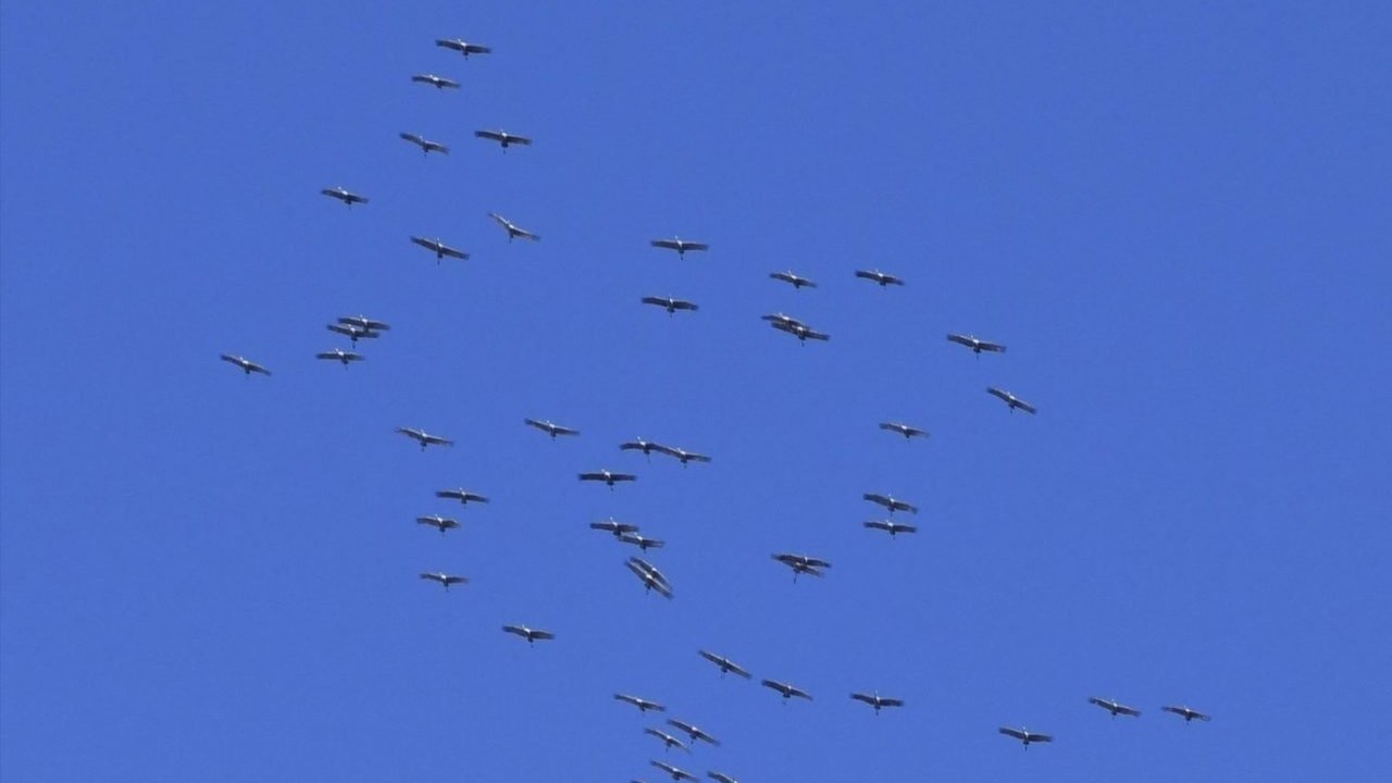 Sandhill Cranes far away against a blue sky