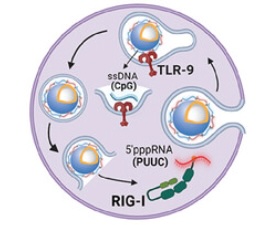 Vanderbilt University