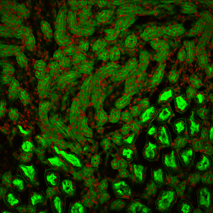 Biomedical Photonics
